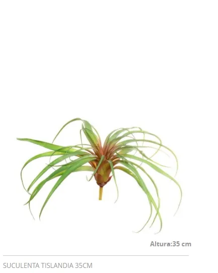 SUCULENTA CHALE KALE 11291VD 35CM TISLANDIA 2