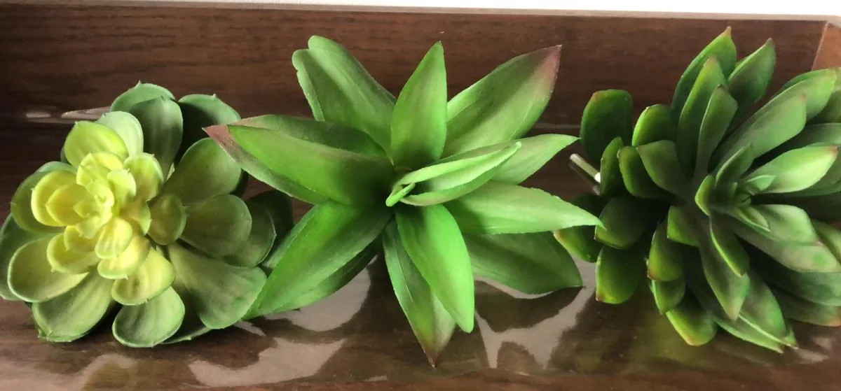 SUCULENTA ECHEVERIA CHALE KALE 11807VD ROSA DE PEDRA 14CM VERDE 2