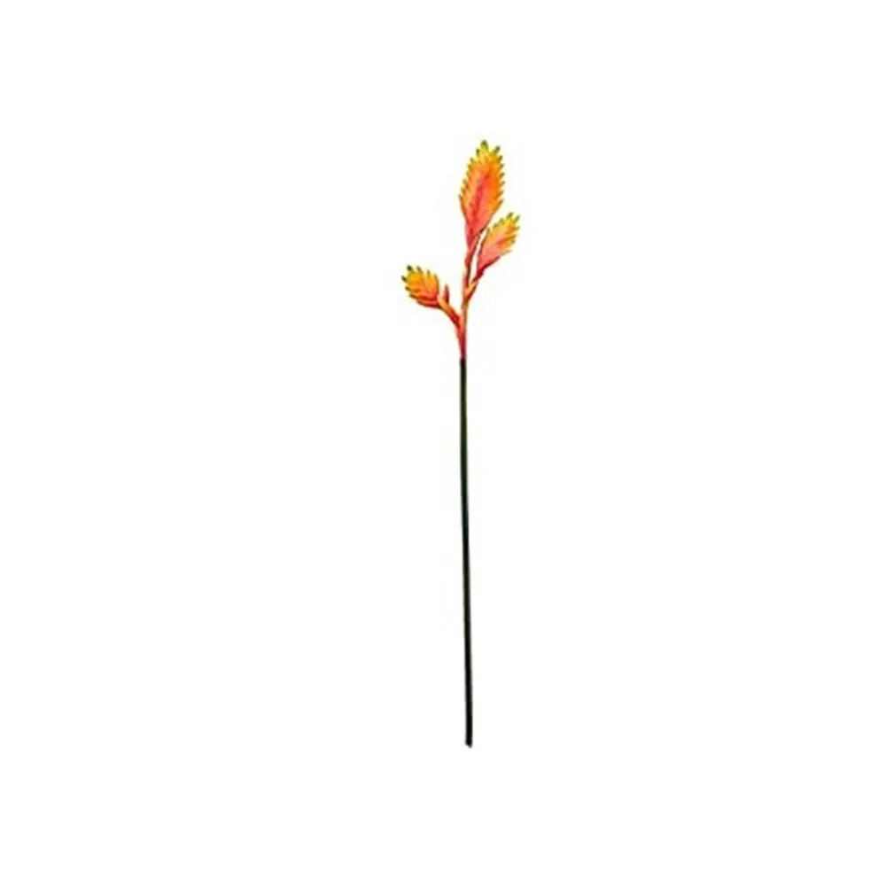 HELICONIA CHALE KALE 12075VM HASTE 80CM