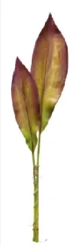 FOLHA BRILLENCE ASPLENO PH030-MR 83CM(BL)