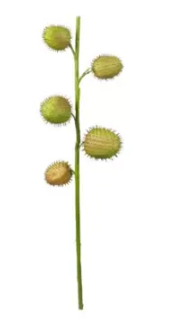 HASTE BRILLIANCE ASCLEPIAS MX917 65CM(BL)