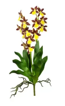 ORQUIDEA BRILLIANCE VANDA LARANJA MX9211 75CM(BL)