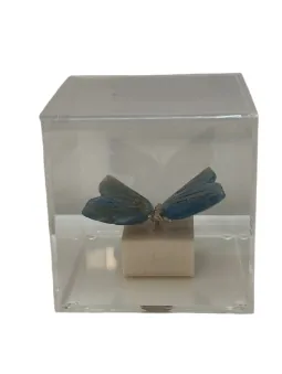 CAIXA ACRILICA TULIPA BORBOLETA AZUL(BL)
